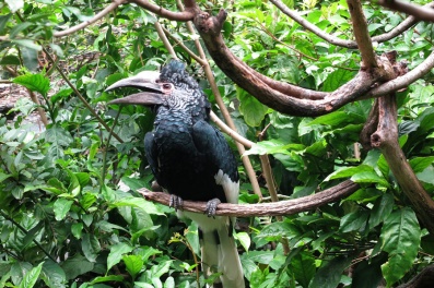 One of MANY hornbill species.